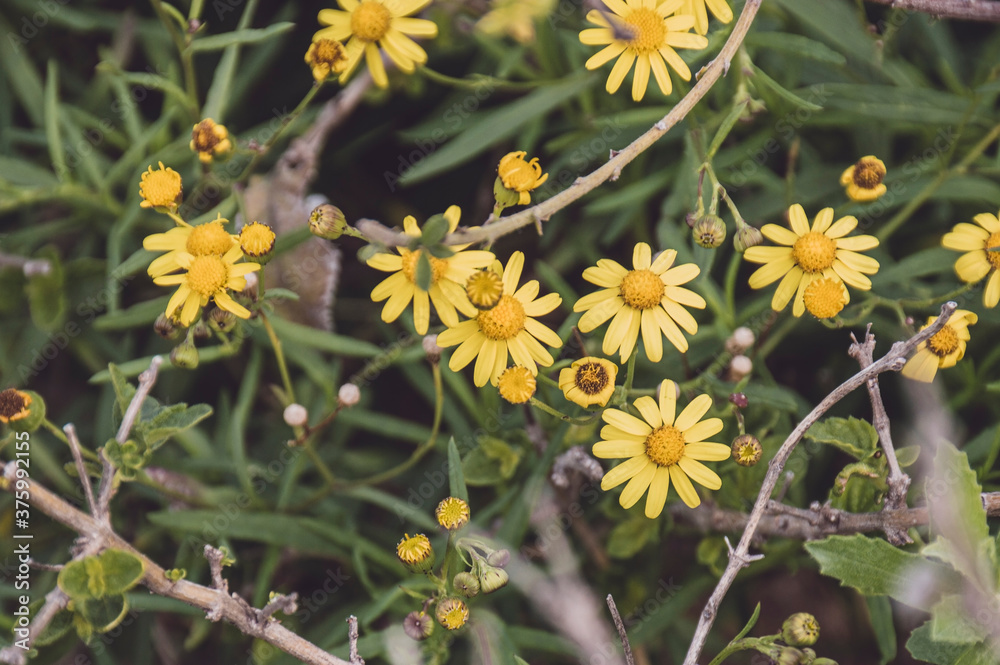 Some small yellow daisies with green leaves