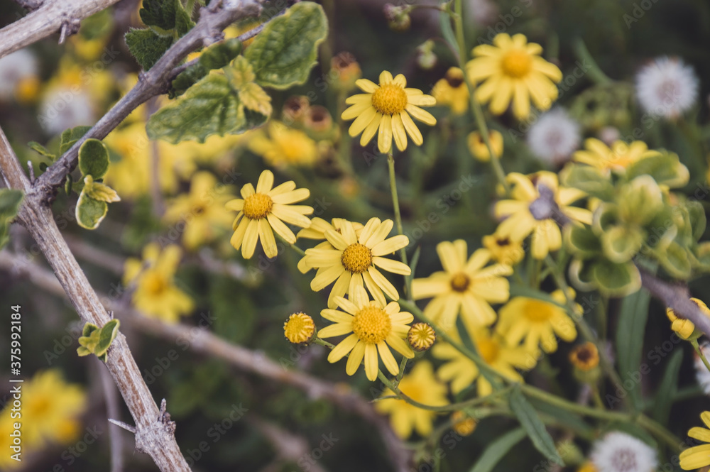 Some small yellow daisies and dandelions with green leaves