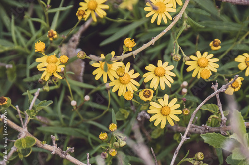 Some small yellow daisies with green leaves