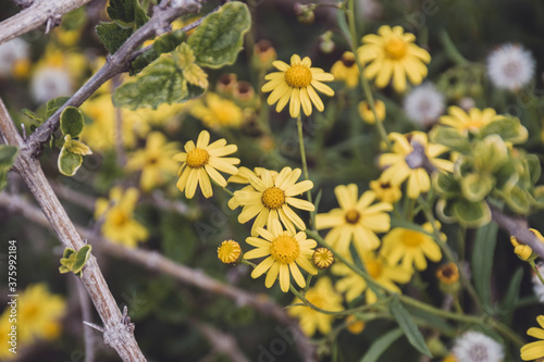 Obraz na płótnie Some small yellow daisies and dandelions with green leaves w salonie