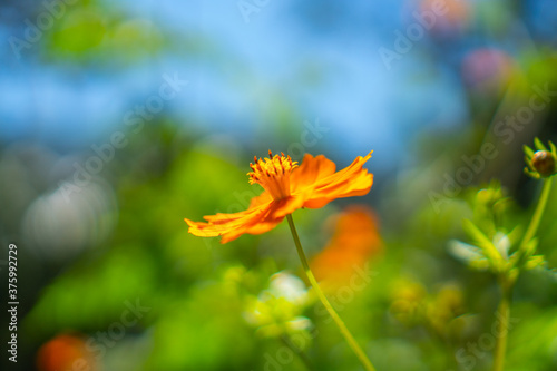 yellow flower on green background