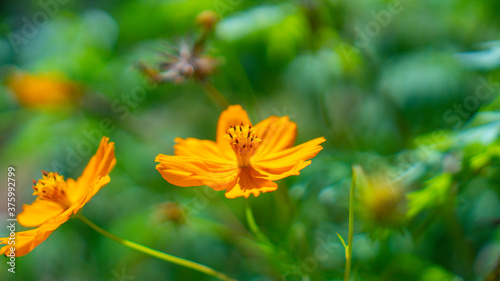 orange flower in the garden