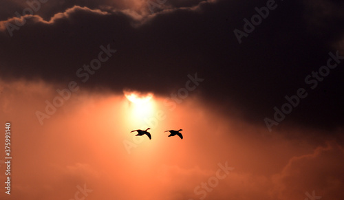 two birds flying over lake 