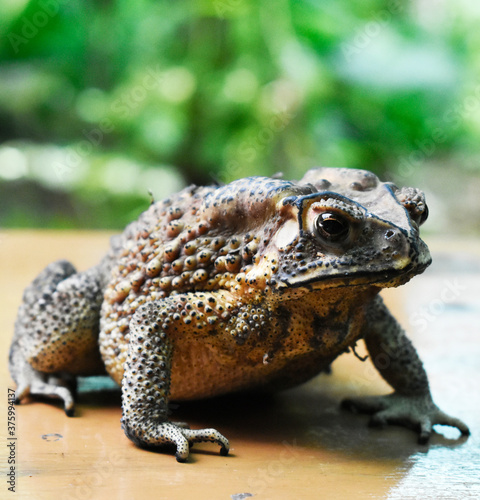 Yellow-brown Thai toad with black dots, rough and poisonous surface, lying on a yellow striped table, on a blurred background. 
