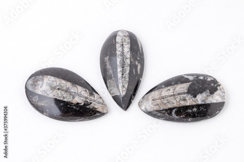 3 Orthoceras fossils, specimen of Cephalopds from 400 million years ago