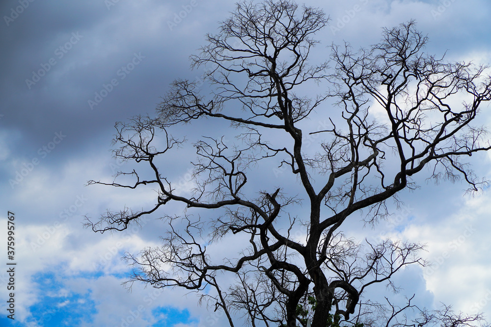 Dry trees and blue sky background
Dry trees and blue sky background