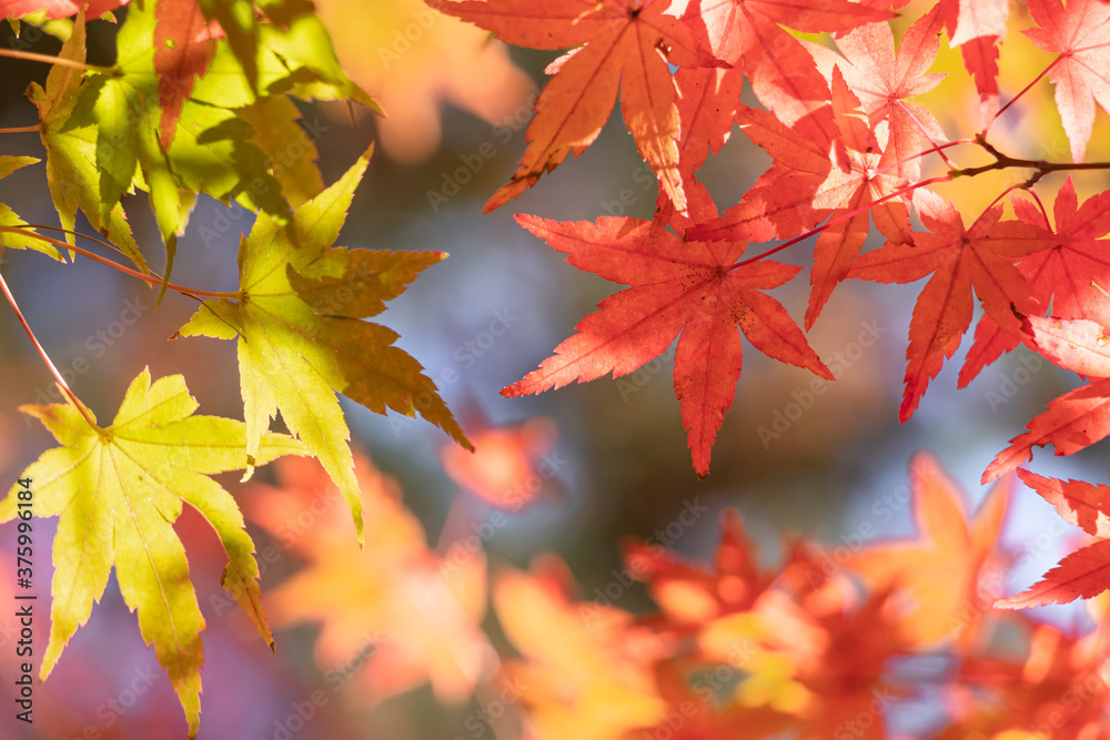 紅葉の葉、秋、赤黄オレンジ緑青カラフルなモミジと森 紅葉の葉、秋、赤黄オレンジ緑青カラフルなモミジと森