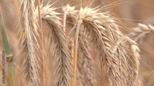 Barley (Hordeum vulgate) with ears. Ripe wheat ears in a wheat field
 photo