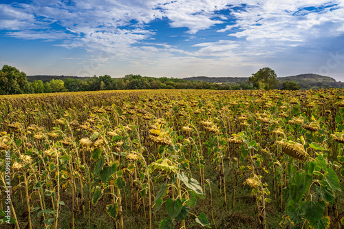 The Sunflower Field with Blue Cloudy Sky