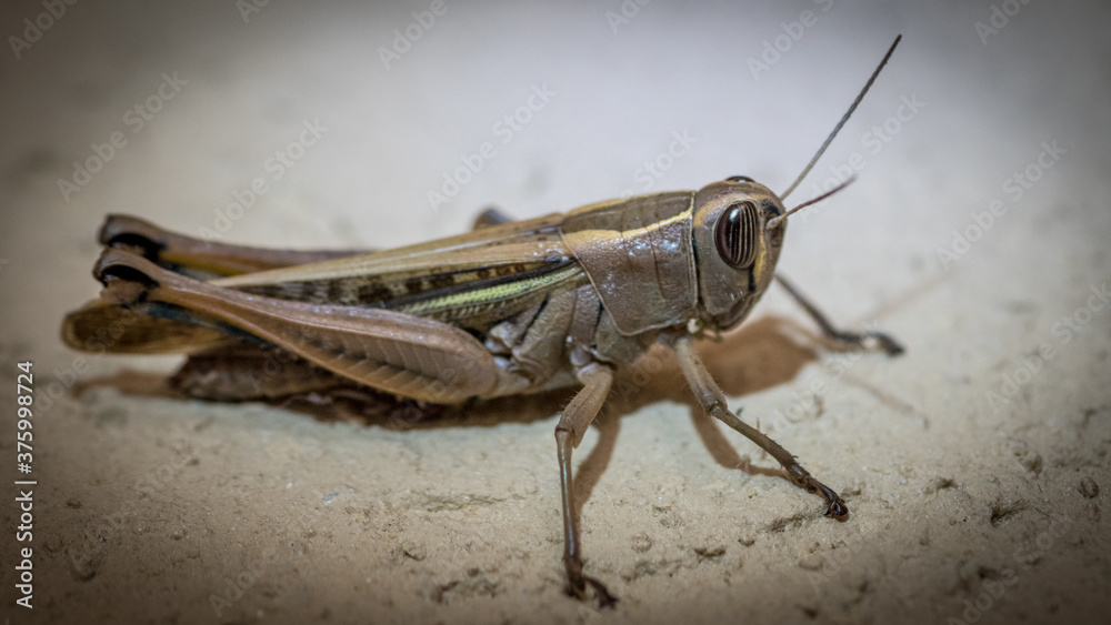 Isolated close up macro of a single grasshopper- Israel Isolated close up macro of a single grasshopper- Israel