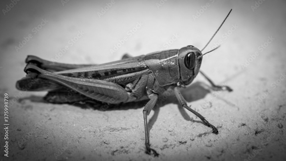 Fototapeta premium Isolated close up macro of a single grasshopper- Israel