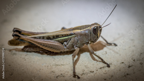 Isolated close up macro of a single grasshopper- Israel