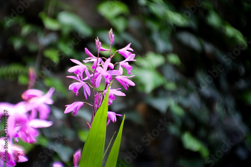 Beautiful purple Orchid flowers at the garden with natural background