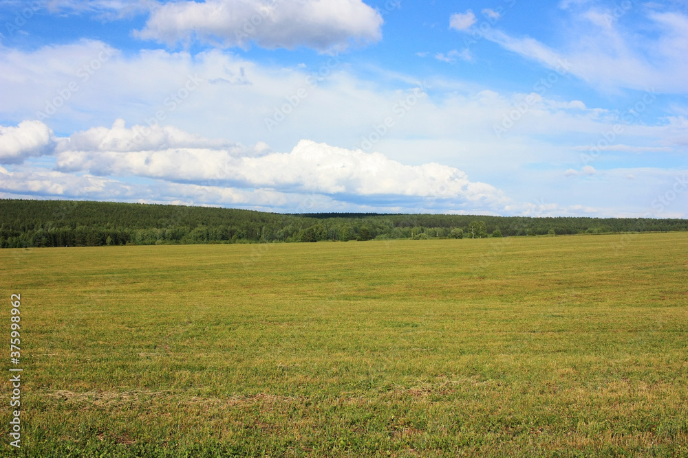 Green field under the blue sky