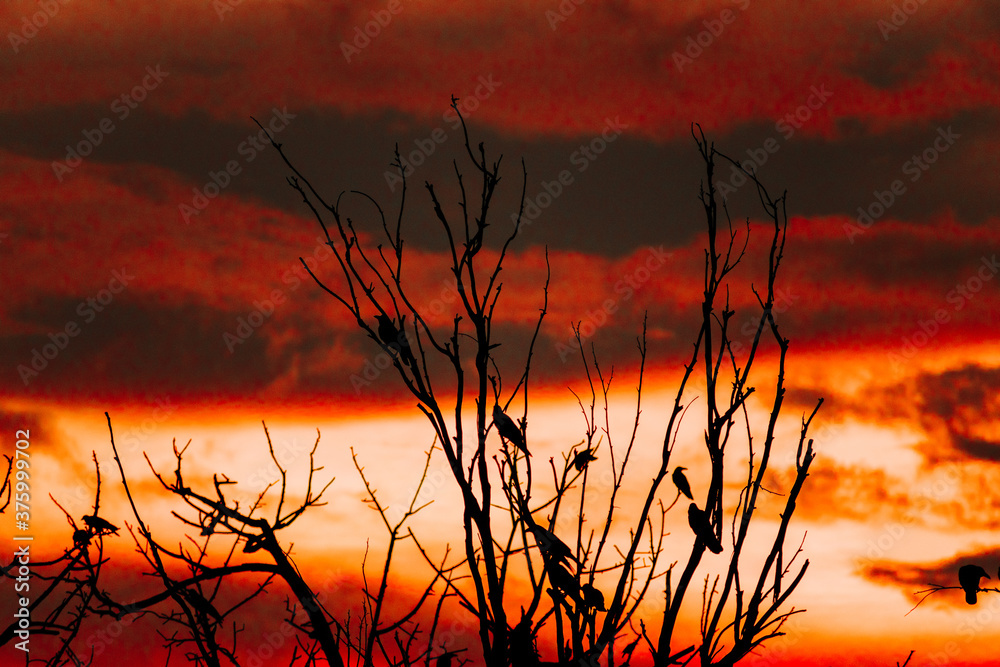 Obraz premium sunset in the forest. Birds on dry tree branches with dramatic orange color sky in background