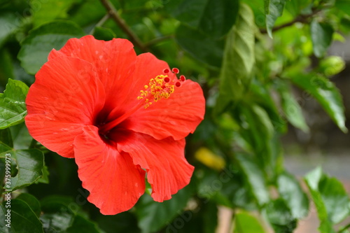 Red hibiscus flower in the Philippines