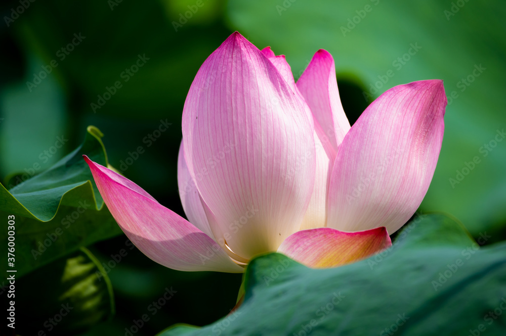 Beautiful Lotus in full bloom in summer Beautiful Lotus in full bloom in summer