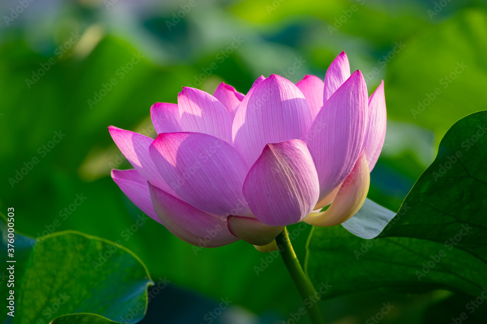 Beautiful Lotus in full bloom in summer Beautiful Lotus in full bloom in summer