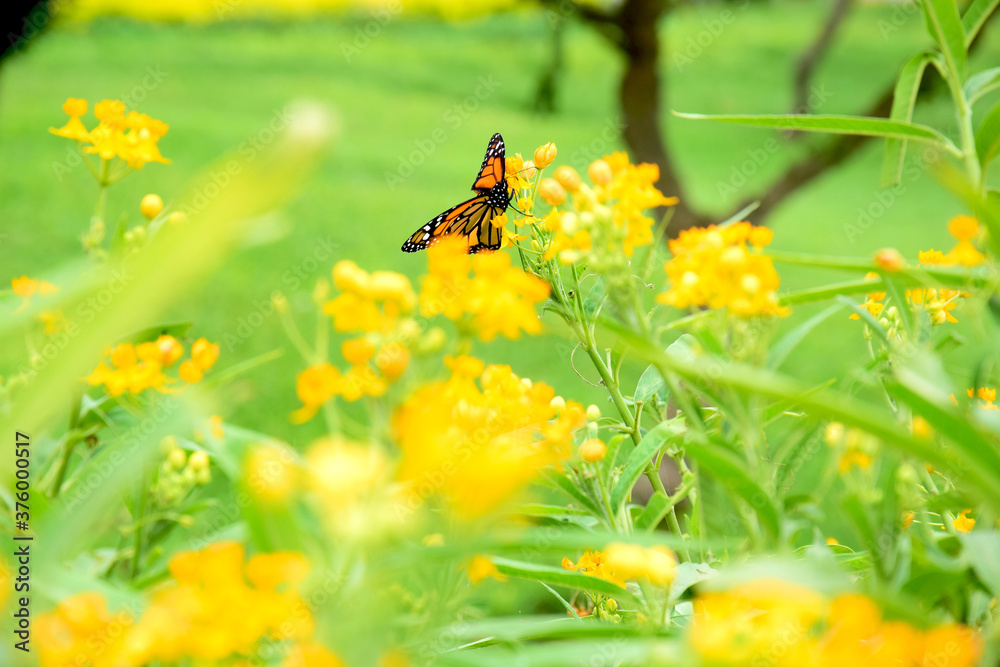 butterfly on yellow flower