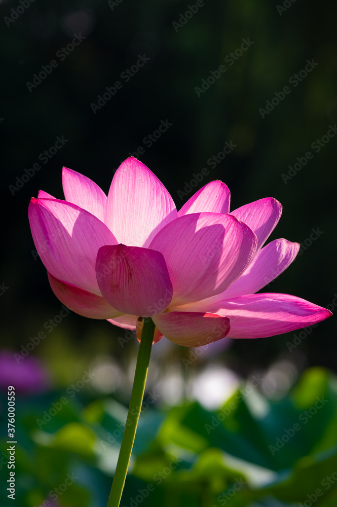 Beautiful Lotus in full bloom in summer Beautiful Lotus in full bloom in summer