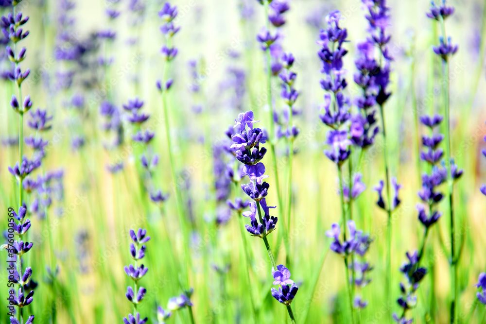 lavender flowers in the field lavender flowers in the field