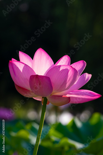 Beautiful Lotus in full bloom in summer