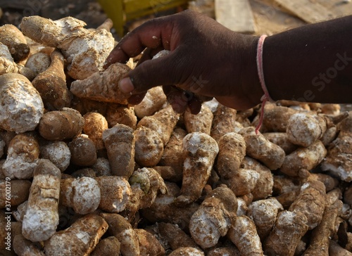 local people picking up purchasing the seasonal mushroom. close up of hand picking seasonal mushroom