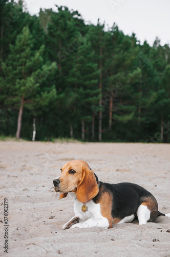 Little beagle puppy walks on the beach on the sand lazy in the evening