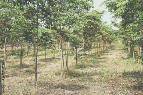 Фотография growing siamese rosewood tracwood tree