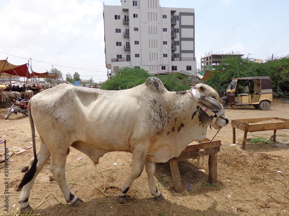 Karachi, Sindh, Pakistan, Beautiful cow is standing for sale in the ...