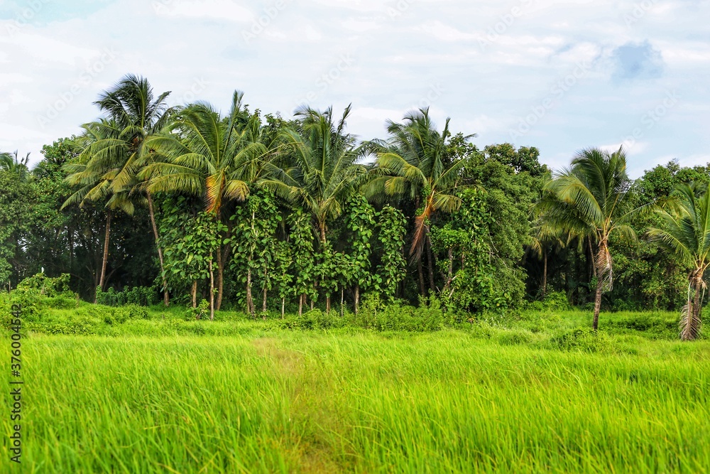 rice fields in india rice fields in india
