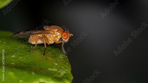 Lauxaniid Fly of the Family Lauxaniidae photo