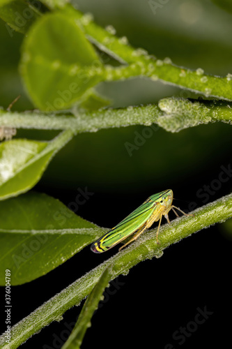 Green Sharpshooter of the Tribe Cicadellini photo