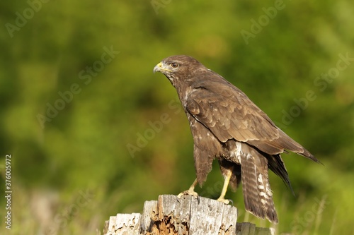 the common buzzard sitting on the stump. Buteo buteo