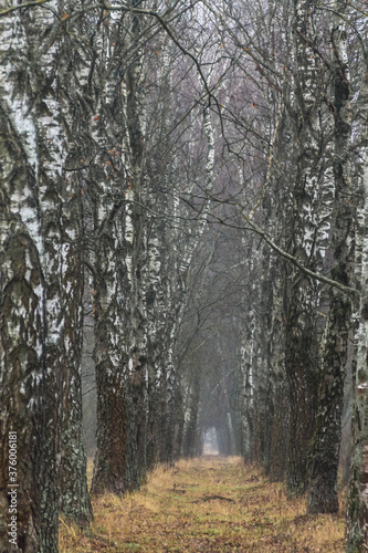 path in the woods