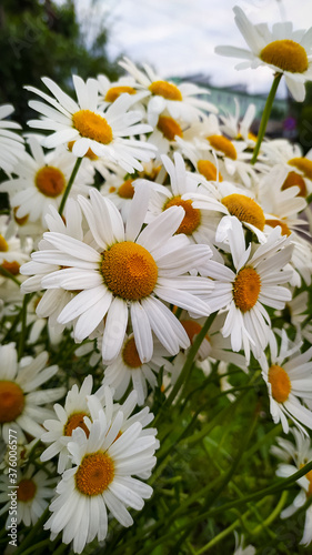 daisies in the garden