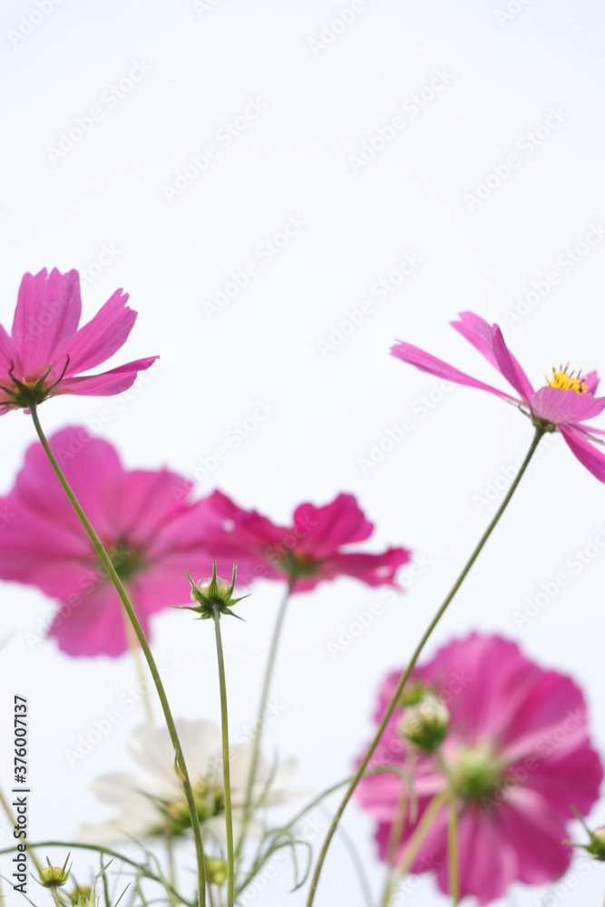 pink cosmos flowers pink cosmos flowers