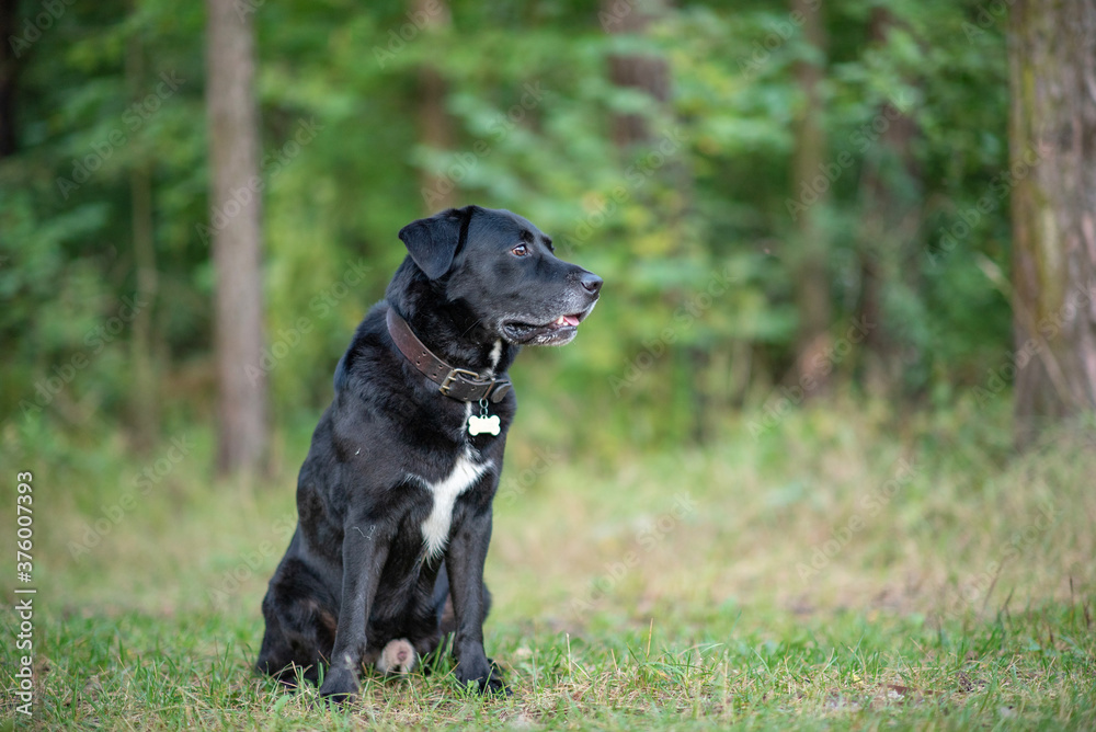 Beautiful black lambrador retriever sitting on the grass in the forest.