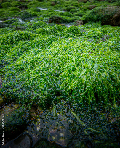 Seaweed
