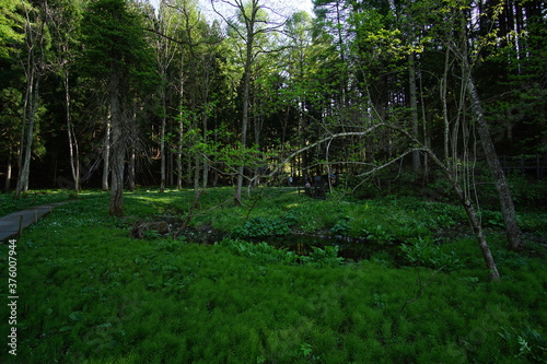 A nature landscape at summer in the forest  Japan