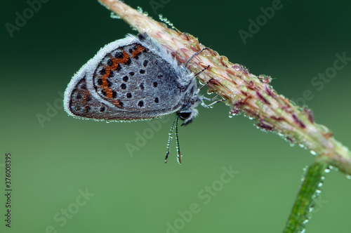 Quadro em tela The  blue butterfly Polyommatus icarus covered with dew sits on dry grass on a s