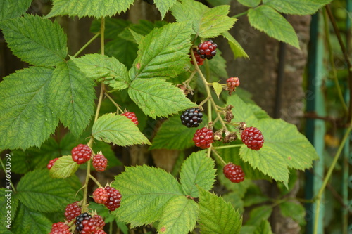 Wild blackberries in the natural habitat.Wild blackberries in the natural habitat. photo