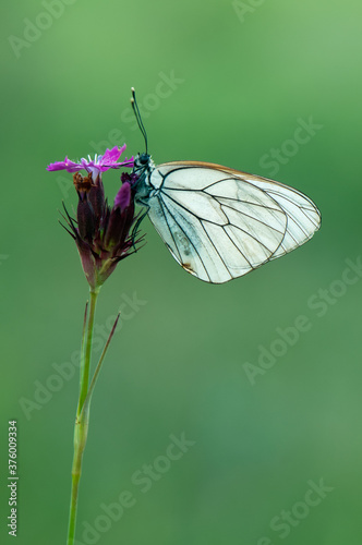 Aporia crataegi butterfly on a wild flower early in the morning waiting for the first rays of the sun