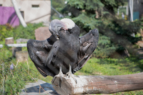 A bald vulture cleans its feathers in captivity at the zoo spreading its wings in the sun photo