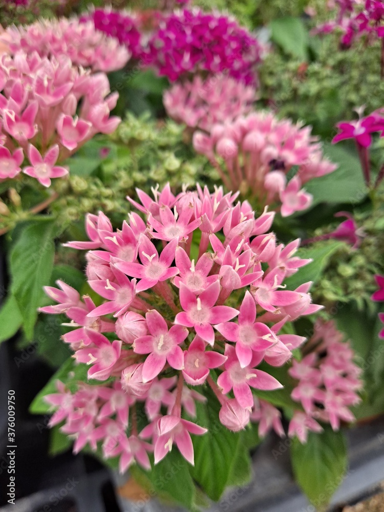 pink flowers in a garden pink flowers in a garden