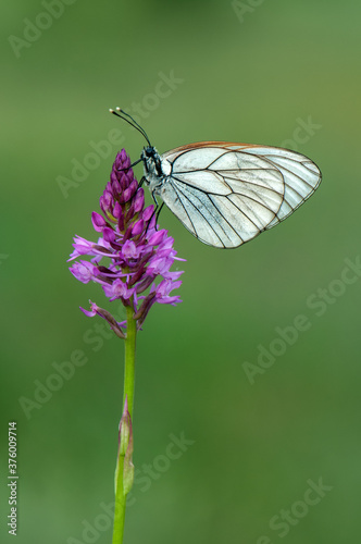 Aporia crataegi butterfly on a  wild flower early in the morning waiting for the first rays of the sun