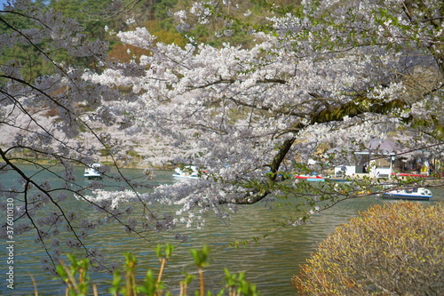 Fototapeta Naklejka Na Ścianę i Meble -  Full bloom Sakura - Cherry Blossom at Garyu park, Nagano in Japan