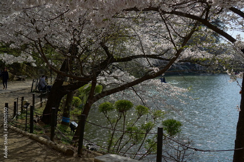 Wallpaper Mural Full bloom Sakura - Cherry Blossom at Garyu park, Nagano in Japan Torontodigital.ca