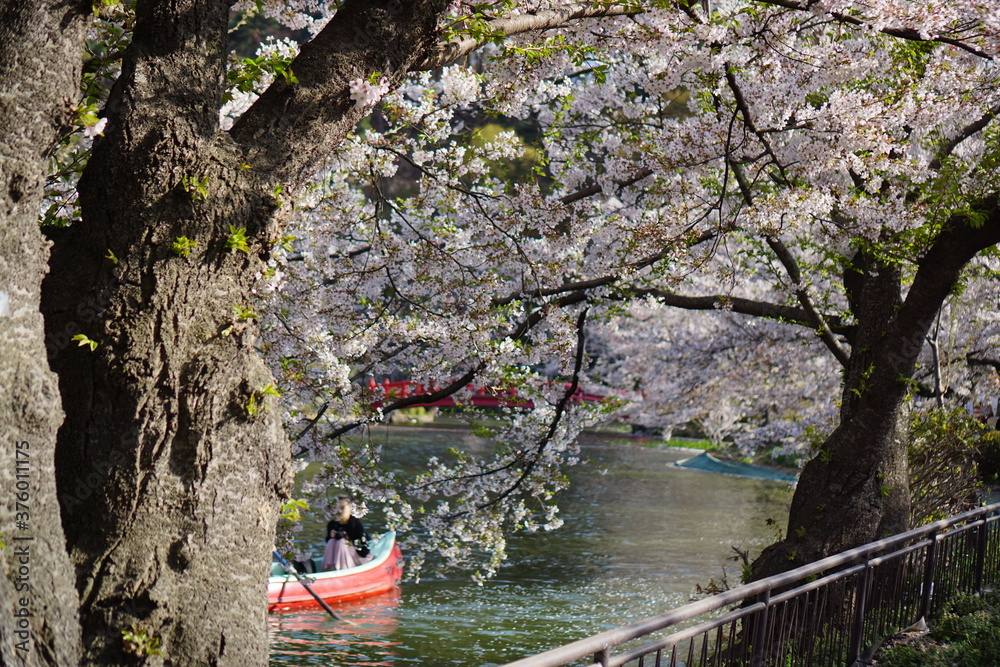 Fototapeta premium Full bloom Sakura - Cherry Blossom at Garyu park, Nagano in Japan