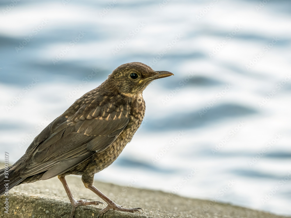Portrait of Common blackbird (turdus merula) female on blurred background. Portrait of Common blackbird (turdus merula) female on blurred background.